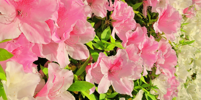 栃木県鹿沼市の花　さつき