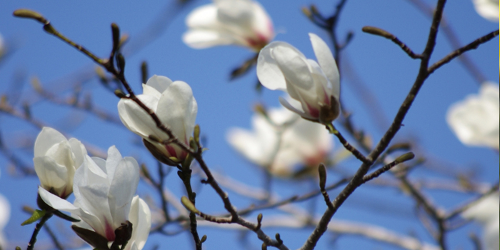 栃木県那須烏山市の花　こぶし