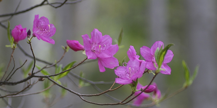 栃木県那須塩原市の花　やしおつつじ