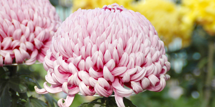 栃木県大田原市の花　キク