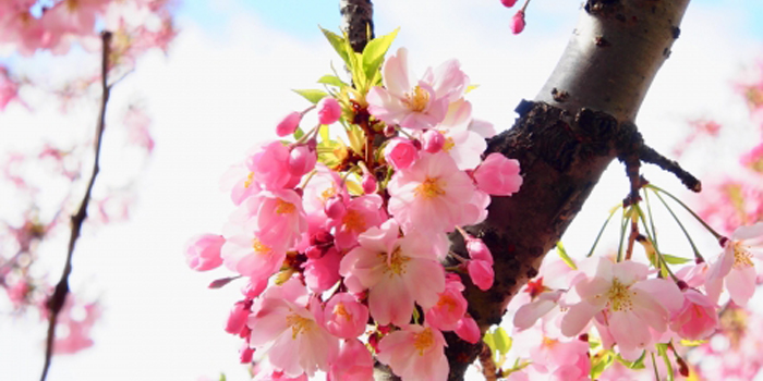 栃木県小山市の花　オモイガワ