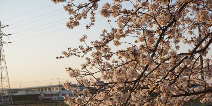 栃木県さくら市の花　さくら