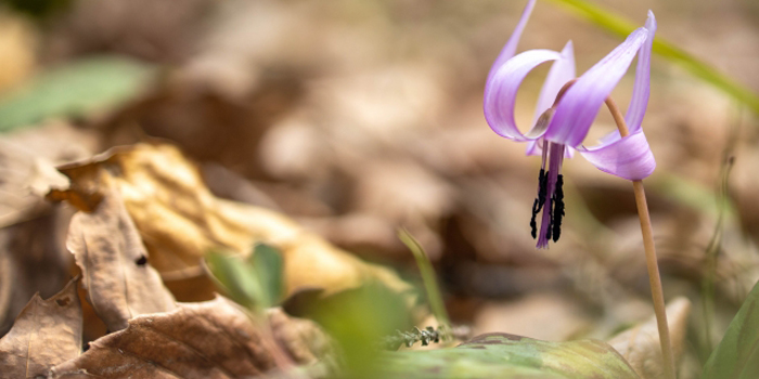 佐野市の花　カタクリ