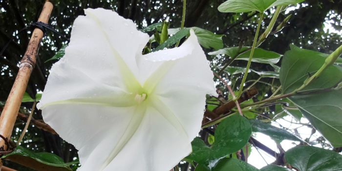 下野市の花　ユウガオ