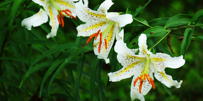 塩谷郡塩谷町の花　ヤマユリ