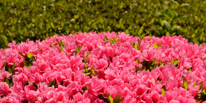 栃木県宇都宮市の花　さつき