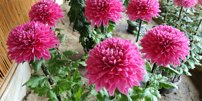 徳島県藍住町の花　きく