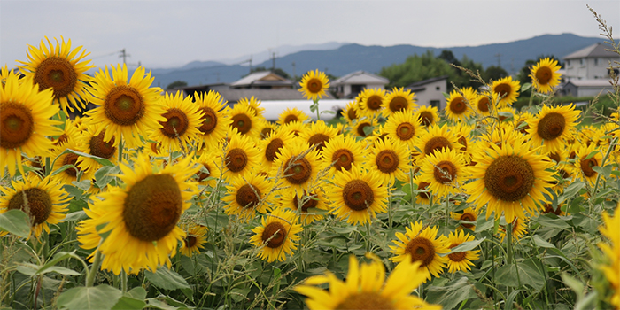 徳島県阿南市の花　ヒマワリ