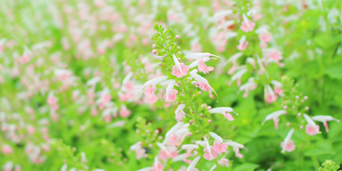 徳島県東みよし町の花　サルビア