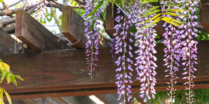 徳島県石井町の花 藤