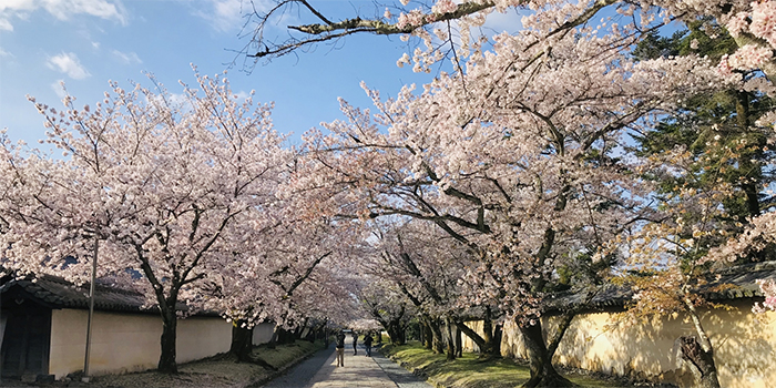 徳島県板野町の花　さくら