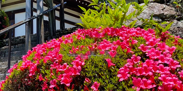 徳島県海陽町の花　サツキ