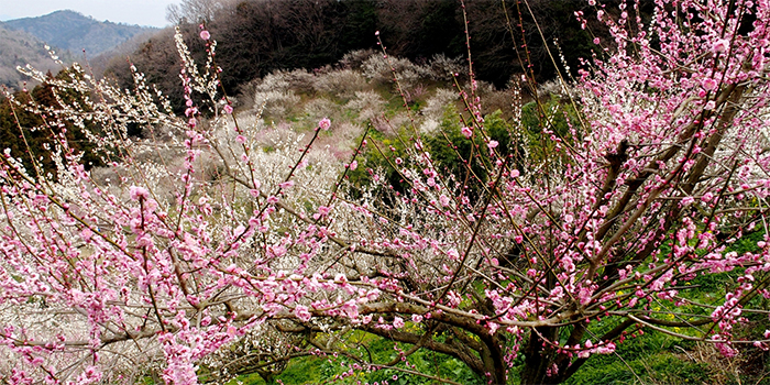 徳島県神山町の花　ウメ