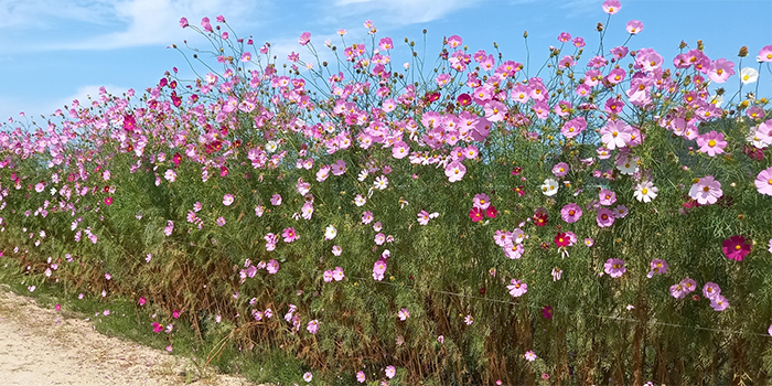 徳島県勝浦町の花　コスモス