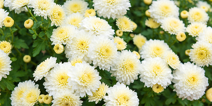 徳島県北島町の花　きく