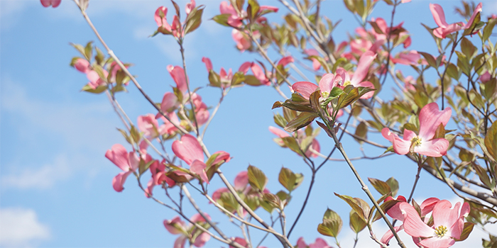 徳島県小松島市の花　ハナミズキ