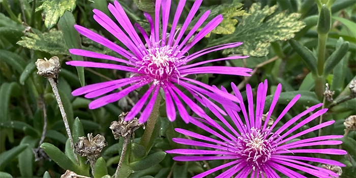 徳島県松茂町の花　まつばきく