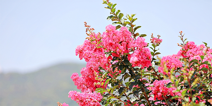 徳島県美馬市の花　サルスベリ