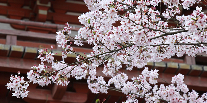 徳島県美波町の花　さくら