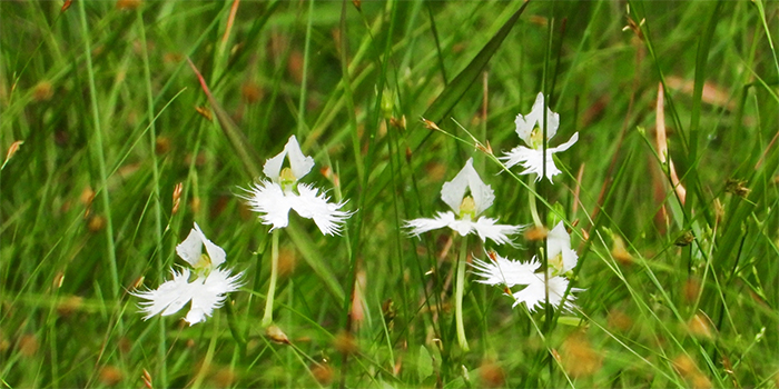 徳島県三好市の花　サギソウ