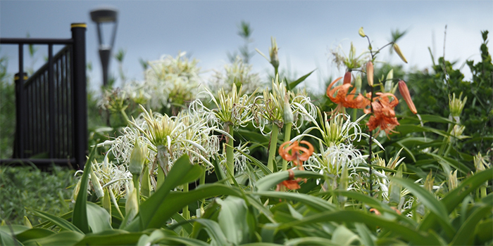 徳島県牟岐町の花　ハマユウ