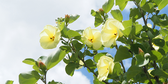 徳島県鳴門市の花　ハマボウ