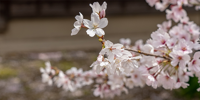 徳島県徳島市の花　さくら