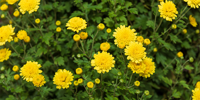 徳島県吉野川市の花 きく