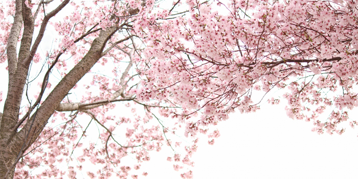 東京都の花　ソメイヨシノ