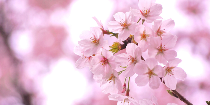 東京都足立区の花　サクラ