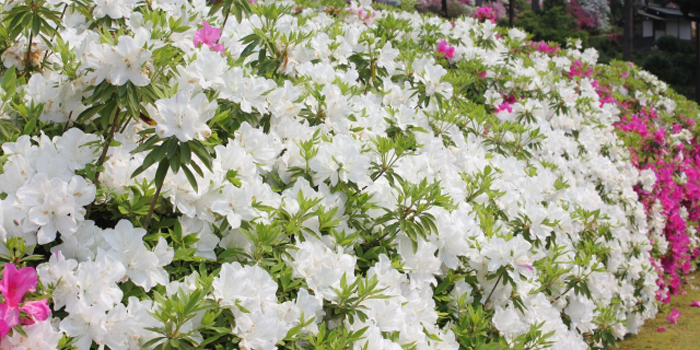 東京都荒川区の花　ツツジ