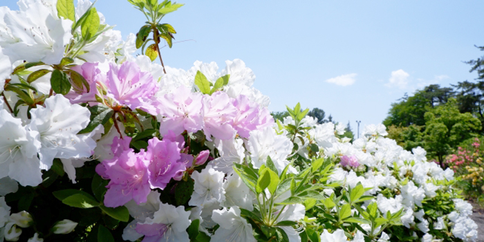 東京都文京区の花 ツツジ