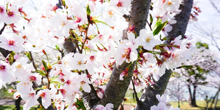 東京都千代田区の花　サクラ