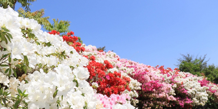 東京都中央区の花　ツツジ