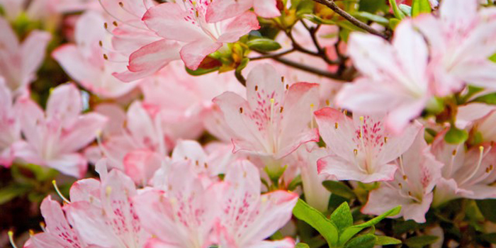 東京都江戸川区の花　つつじ