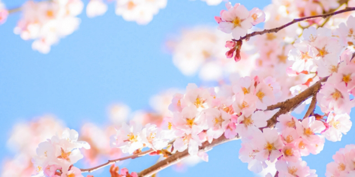 東京都羽村市の花　サクラ