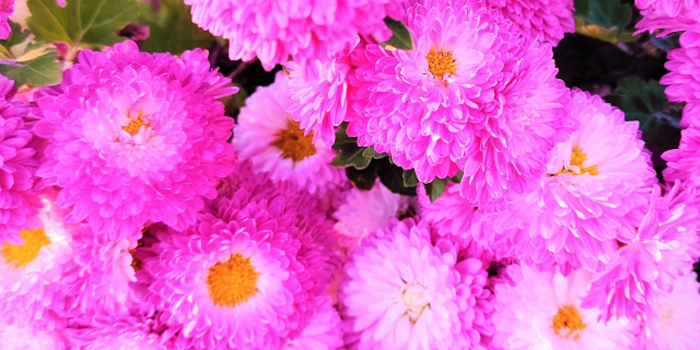 東京都日野市の花 キク