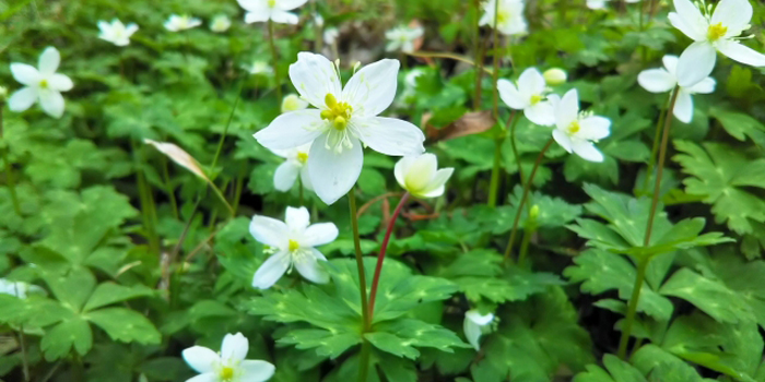 東京都板橋区の花　二輪草