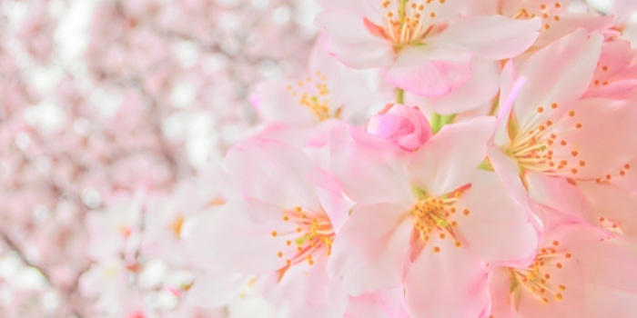 東京都小金井市の花　サクラ