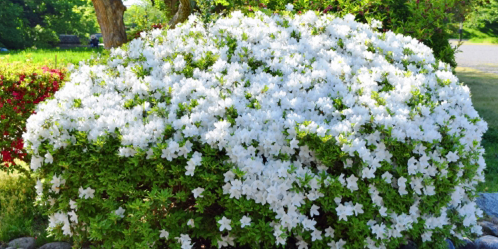 国分寺市の花　サツキ