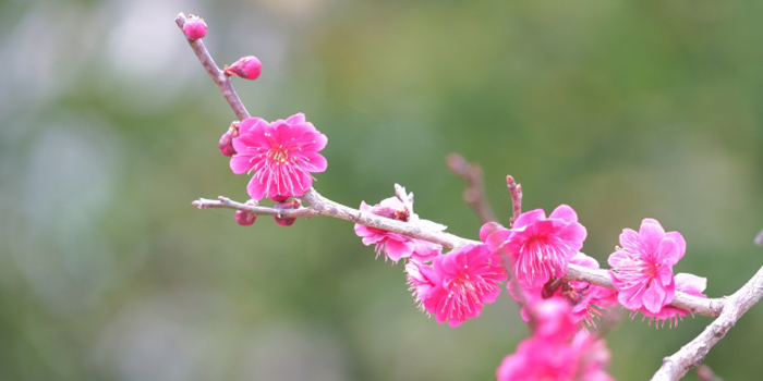 東京都国立市の花　ウメ