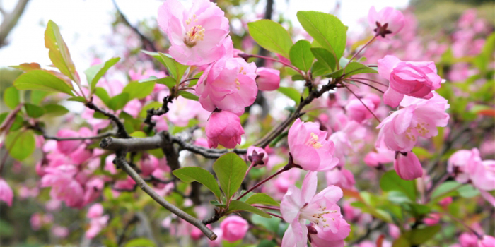 東京都三鷹市の花　ハナカイドウ