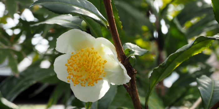 東京都武蔵村山市の花　茶の花