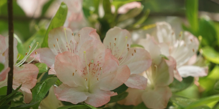 東京都中野区の花 つつじ