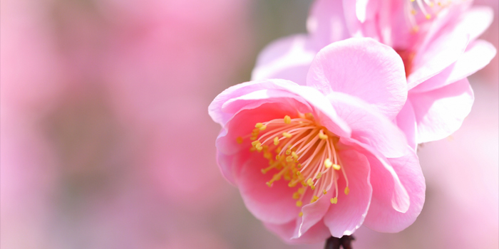 東京都大田区の花　梅