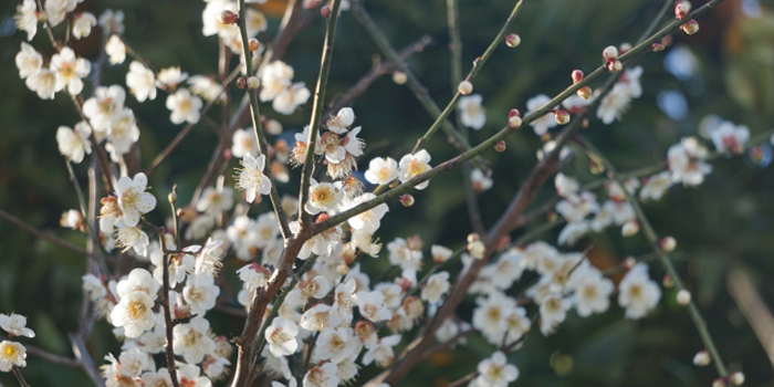 東京都青梅市の花　ウメ