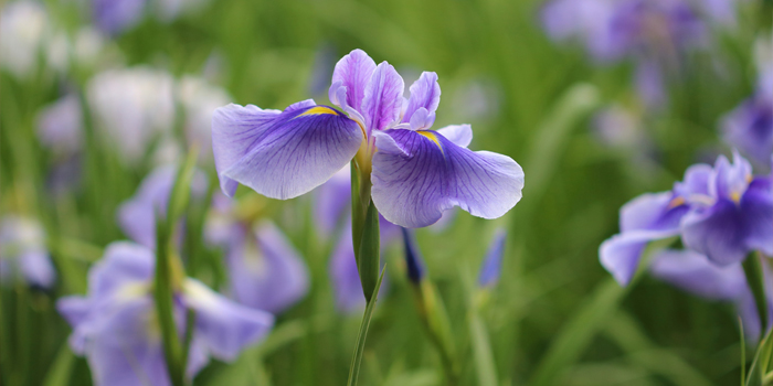 東京都葛飾区の花　花しょうぶ