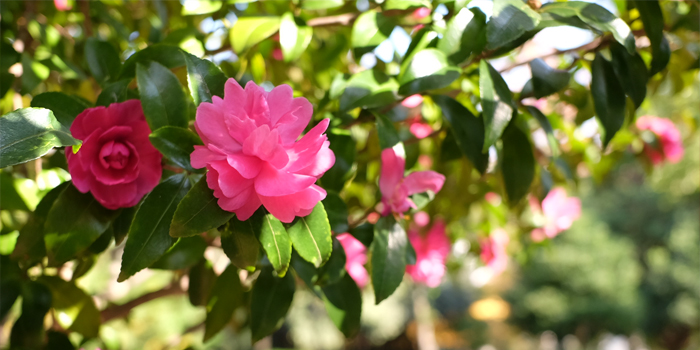 東京都杉並区の花、さざんか