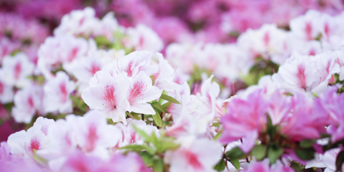 東京都墨田区の花、ツツジ