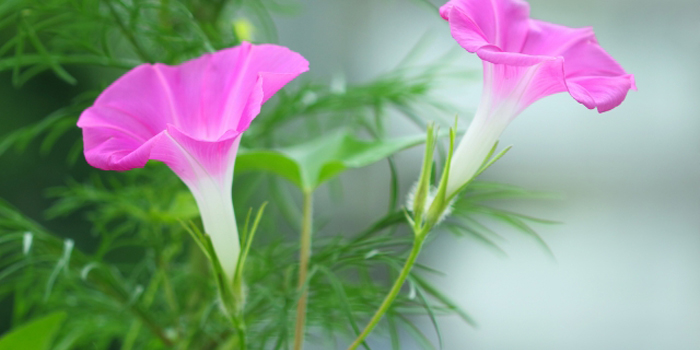 田川郡福智町の花　フジ